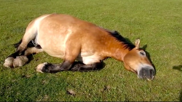 How To Stop Your Horse From Napping